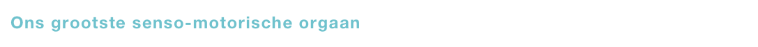 Ons grootste senso-motorische orgaan